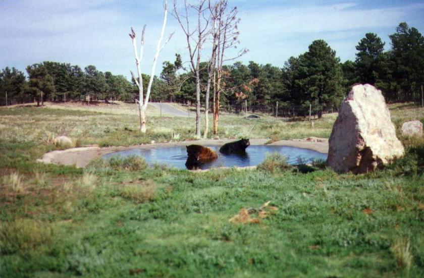 Bear Country USA
A group of bears soak in a pool at Bear Country USA.
