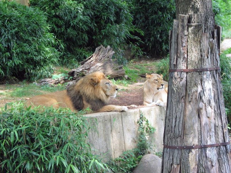 Lions
Lions...
