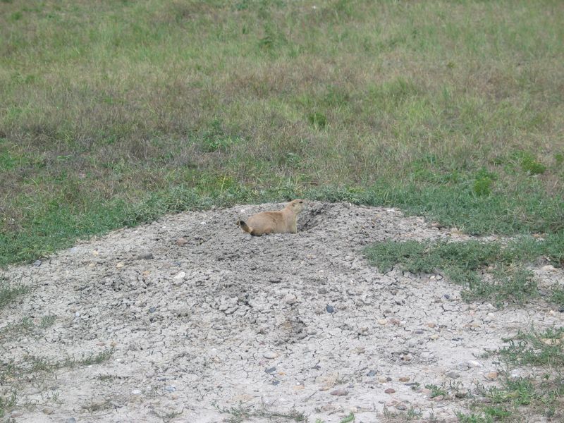 Prairie Dog
See, there's one!
