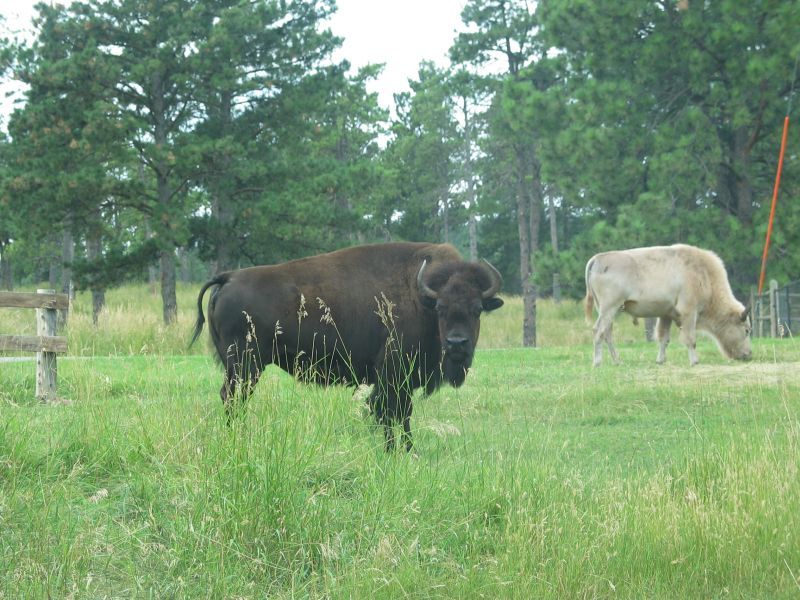Bear Country USA
...where the buffalo roam...
