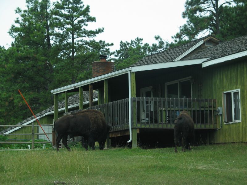 Bear Country USA
For sale:  one cabin, great wildlife views...
