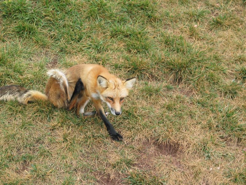 Three-legged fox
Bear Country USA
