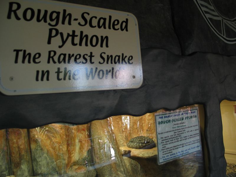 The Rarest Snake in the World (evidently)

