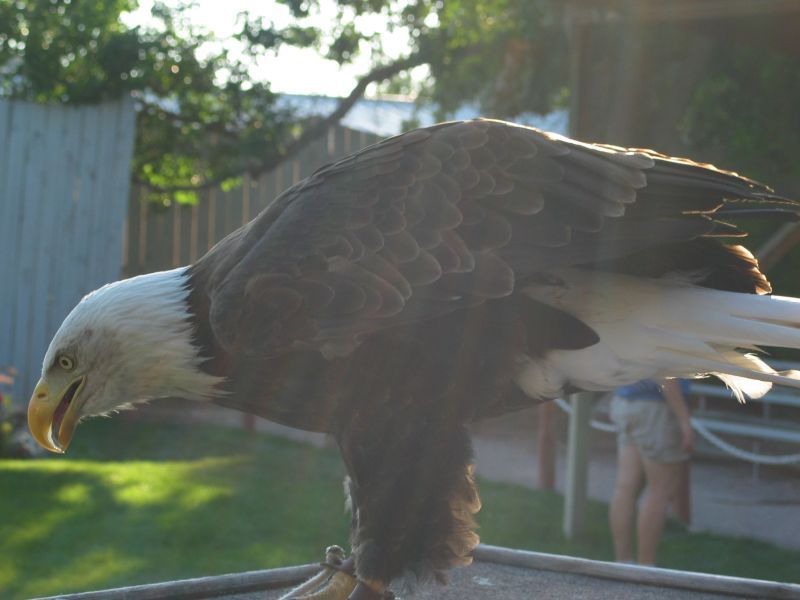 Bald Eagle
...at Reptile Gardens.
