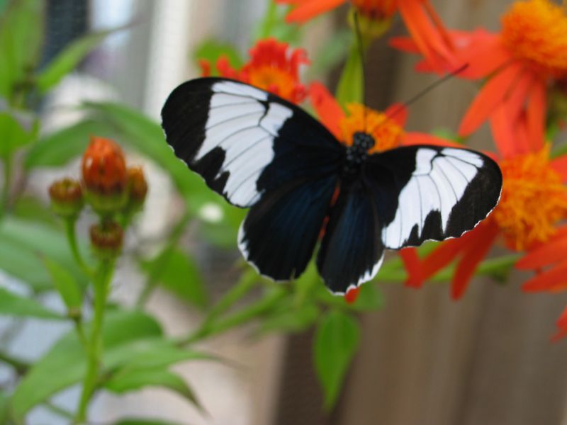 Butterfly Garden
