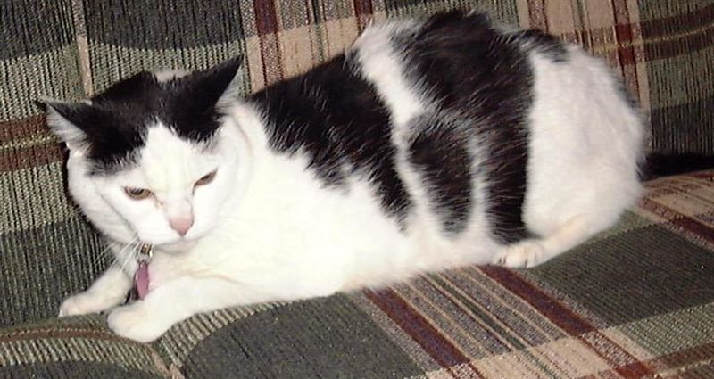 Moo Cow
Hanging out on a different love seat in July 2002
