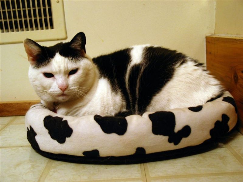 Cow Bed
Moo Cow in her "Moo Cow Bed" in December 2003
