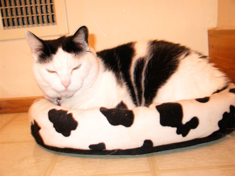 Moo Cow Bed II
Another picture of Moo Cow in her "Moo Cow Bed" in December 2003
