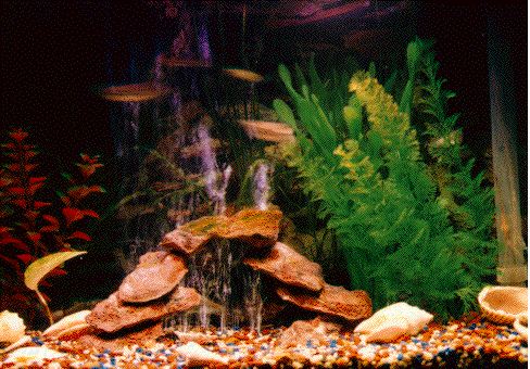 Tim's Fish
A picture of Tim's aquarium taken circa 1995. This isn't a great picture, 'cause the darned fish wouldn't stay still long enough to prevent them from being blurred, but you'll get the idea..  We still keep the aquarium, and maybe sometime we'll get more current pictures of it here.
