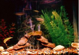 Fish1~0.JPG