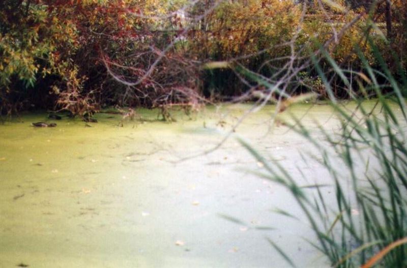 Green Pond
Here's a picture from fall 2002.  As was said above, the pond had "greened over" with duckweed.  Ducks kept residence until it iced over for the winter, though.  You can see them to the left if you click the photo
