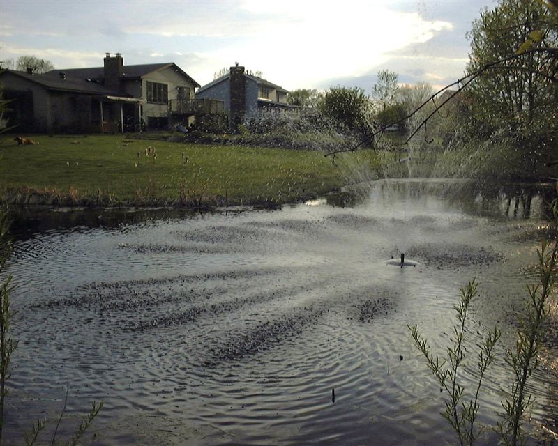 Pond Fountain
Here's a picture of the pond, showing the fountain  we added in April 2003.  In the background is the back of our house, and also Bailey.  The waterfowl actually seem to kind of enjoy the fountain.  We changed the nozzle of the fountain in 2004 which gives it a better pattern, and helps keep it from clogging.
