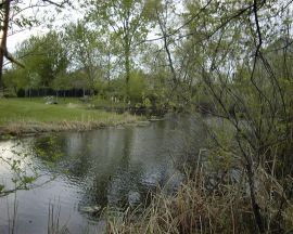 pond1.jpg