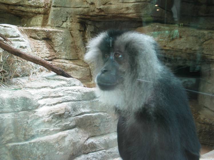 Monkey See
This guy seemed pretty photogenic as well.  He's behind glass, which caused some reflections, but it's still a fun picture.

