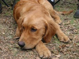 bailey~0.jpg