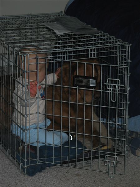 All Caged Up
Much to Bailey's chagrin, William sometimes likes to come to visit him.  Sometimes he'll open the door and crawl right in.  Fortunately, Bailey is a very tolerant dog.
Keywords: BAILEY_ADULT